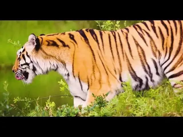 Video thumbnail for How Do Tigers Choose Ideal Locations for Hunting?