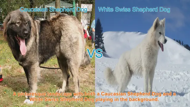 Video thumbnail for Caucasian Shepherd Dog vs. White Swiss Shepherd Dog: A Breed Comparison