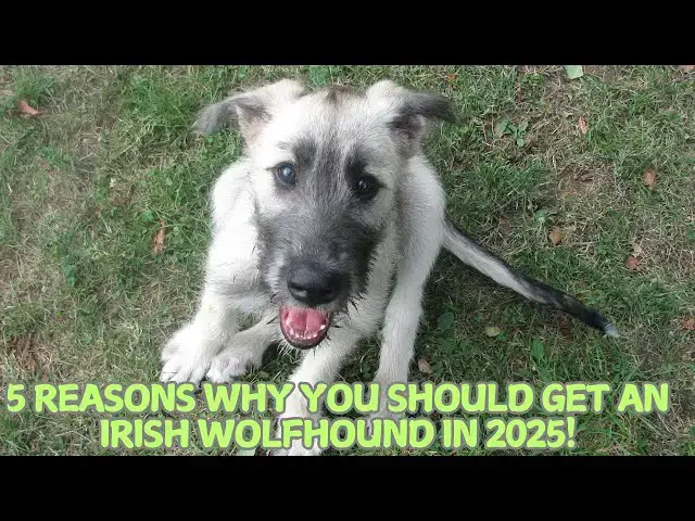 Video thumbnail for 5 Reasons Why You Should Get an Irish Wolfhound in 2025! 🐕