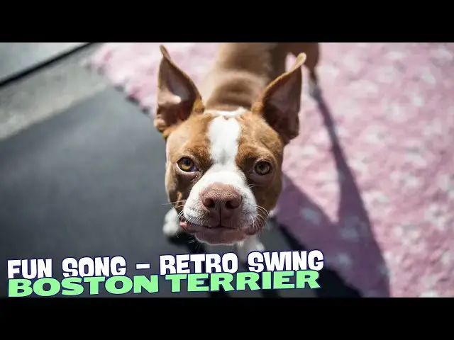 Video thumbnail for Boston Boogie Terrier 🐾🎶