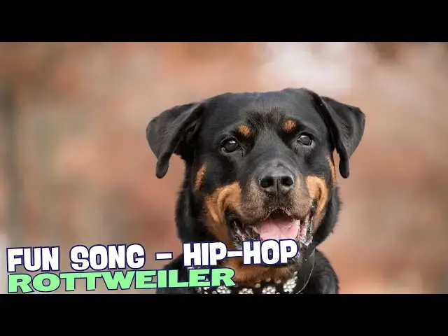 Video thumbnail for Rottweiler Rap 🎤🐾