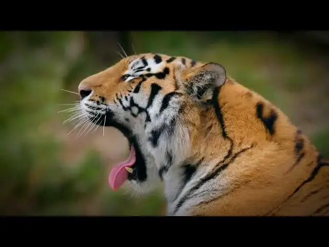 Video thumbnail for How Are Tiger Conservation Efforts Impacted by Mining?