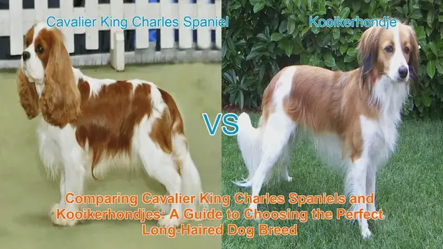 Video thumbnail for Comparing Cavalier King Charles Spaniels and Kooikerhondjes: A Guide to Choosing the Perfect Long-Haired Dog Breed
