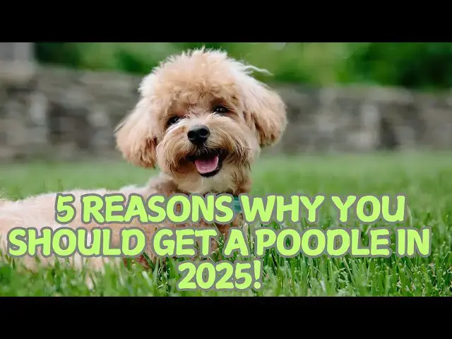 Video thumbnail for 5 Reasons Why You Should Get a Poodle in 2025! 🐾