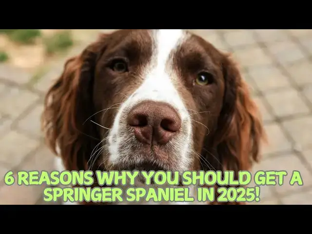 Video thumbnail for 6 Reasons Why You Should Get a Springer Spaniel in 2025! 🌟