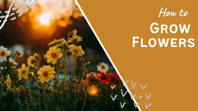 'Video thumbnail for ✅ National Allotment Week 2020 Ep. 2 🌸🌿 | Secrets to Successfully Growing Beautiful Flowers Revealed 🌱✨'
