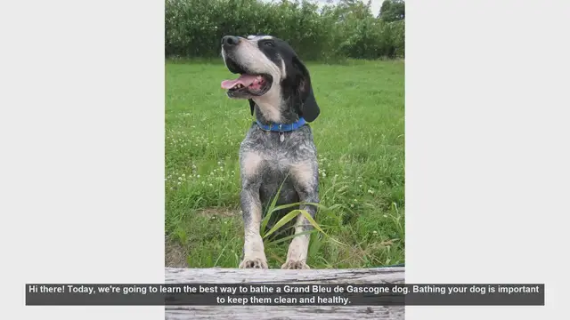 Video thumbnail for How to Bathe Your Grand Bleu de Gascogne: Step-by-Step Guide