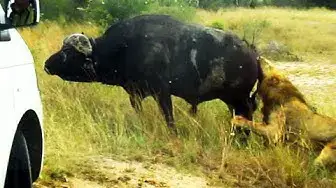 Video thumbnail for Buffalo Bursts Car's Tire to Chase Lions Away - Latest Wildlife Sightings