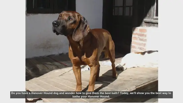 Video thumbnail for How to Bathe Your Hanover Hound: Step-by-Step Guide