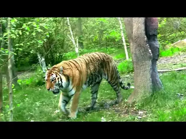 Video thumbnail for How Different Forest Layers Impact Tiger Movements?