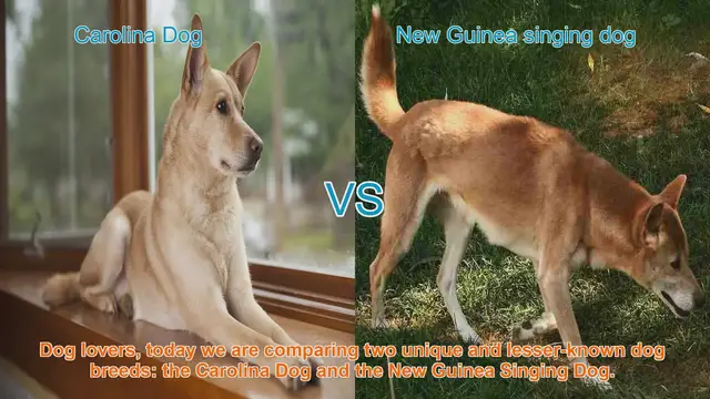 Video thumbnail for Carolina Dog vs. New Guinea Singing Dog: A Unique Breed Comparison