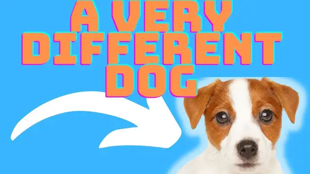 Video thumbnail for These 6 Things Make The Jack Russell Terrier A VERY DIFFERENT Dog Breed.