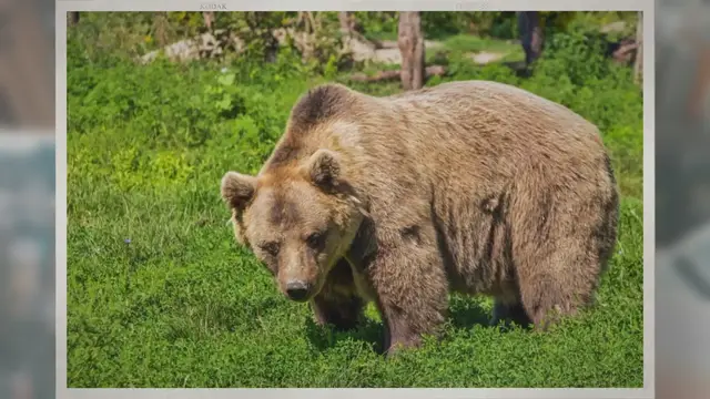 Video thumbnail for How Fast Are Bears?