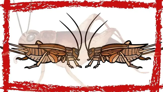 Video thumbnail for Dark Bush-cricket (Pholidoptera griseoaptera) Call| Dark Bush-cricket Sound| Dark Bush-cricket Video