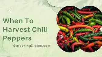 Video thumbnail for When To Harvest Chili Peppers