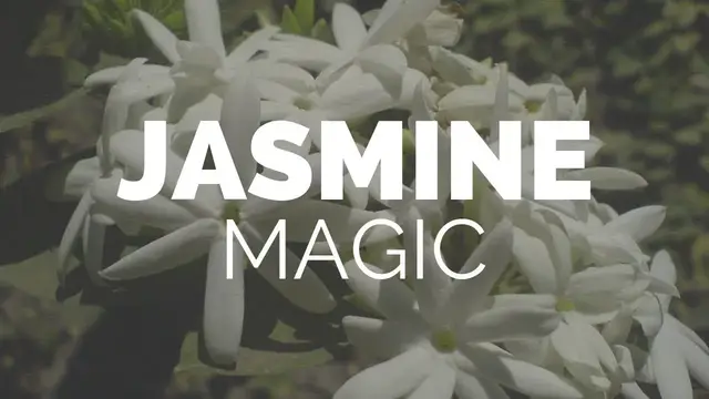 Video thumbnail for The Moonlight on the Grove: The Magic of Jasmine -- Magical Herbs