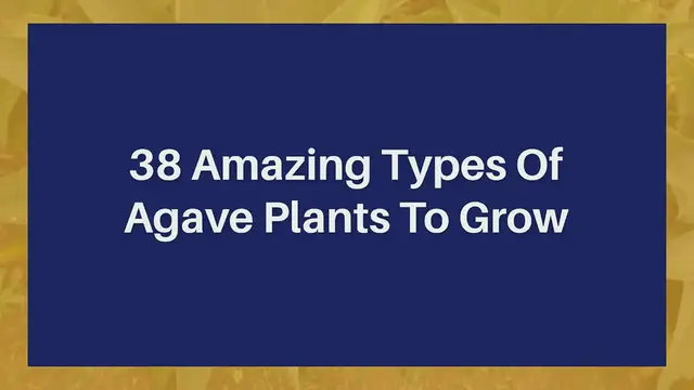 'Video thumbnail for 38 Amazing Types Of Agave Plants To Grow'