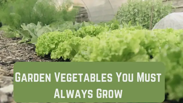 'Video thumbnail for Garden Vegetables You Must Always Grow'