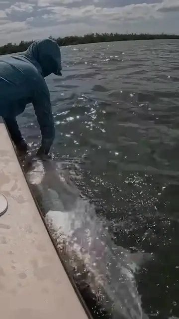 Video thumbnail for BIG tarpon + BIG snook = one awesome day! 🔥🔥