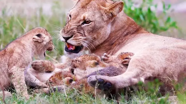 'Video thumbnail for Naughty Suckling Cubs Frustrate Mom'