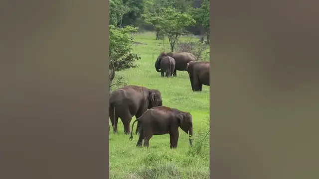 Video thumbnail for Elephants Wasgamuwa #shorts
