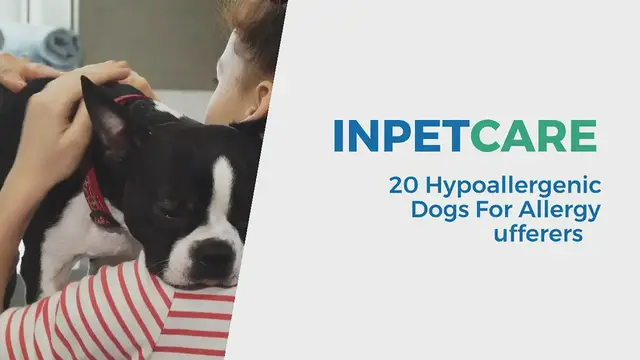 'Video thumbnail for Hypoallergenic Dogs List'