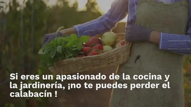 Video thumbnail for Cultivo de calabacines: ¿cuándo y cómo plantar calabacines en tu jardín?