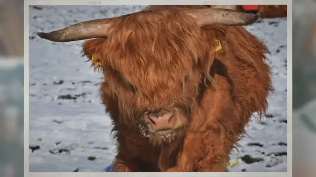 Video thumbnail for Why Do Horses Need Shoes but Not Cows?