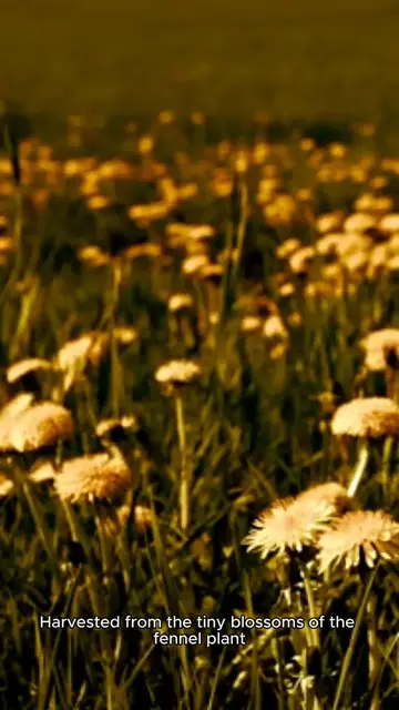 'Video thumbnail for fennel polen'