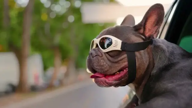 Video thumbnail for Dogs love hanging out in cars - dogs hanging out of the car windows.