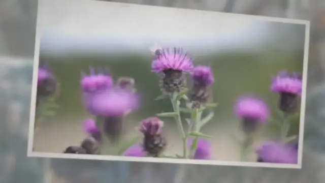 'Video thumbnail for Weeds with Purple Flowers (Common Lawn Weed Guide)'