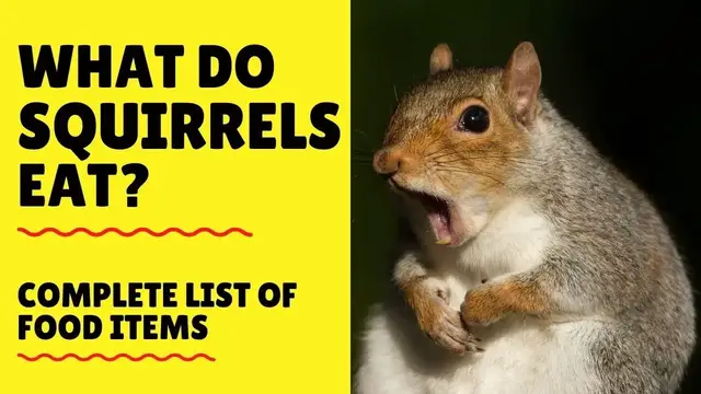 Video thumbnail for What do Squirrels Eat - What to Feed Squirrels - Squirrels Diet