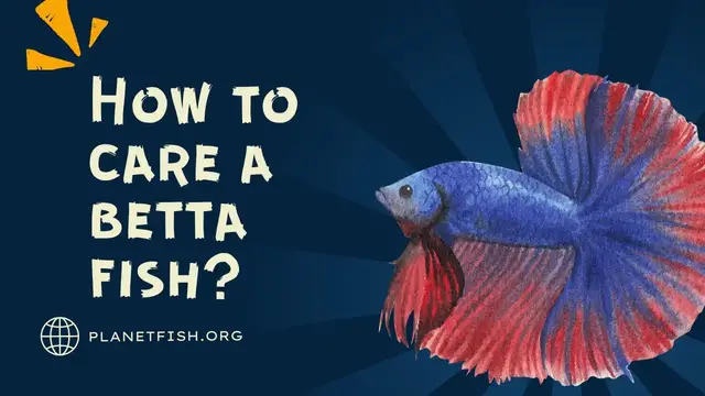 'Video thumbnail for How to take care of betta fish for beginners? Betta fish care guide!'