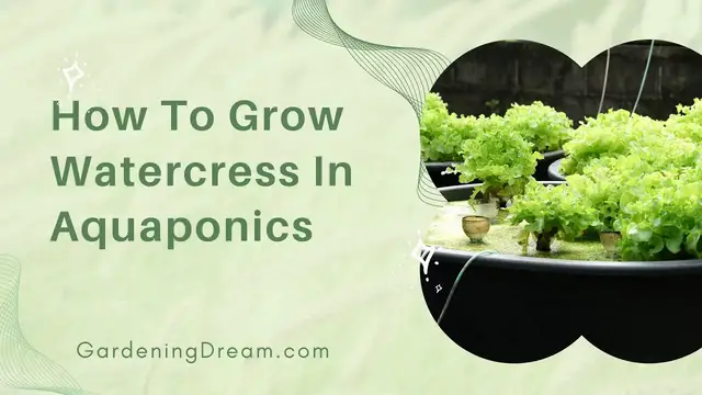 'Video thumbnail for How To Grow Watercress In Aquaponics'