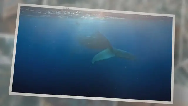 'Video thumbnail for What Do Whales Eat?'