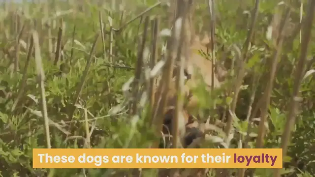 'Video thumbnail for All About The Small But Mighty Chihuahua!'