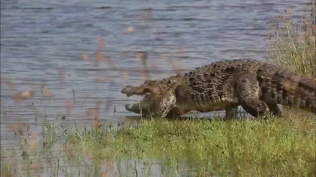 Video thumbnail for Big mugger crocodile (Crocodylus palustris) in Wilpattu national park