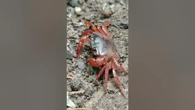 'Video thumbnail for Crab next to a stream in Knuckles #shorts'