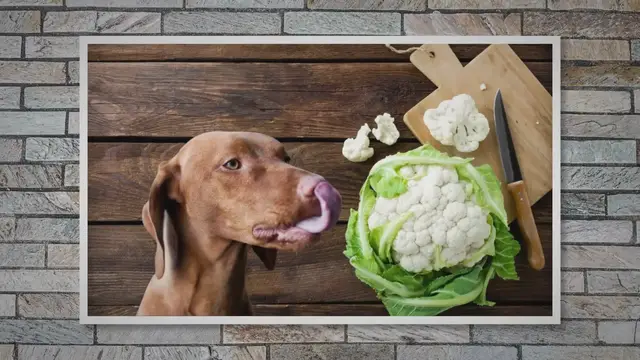 Video thumbnail for Can a dog eat cauliflower?