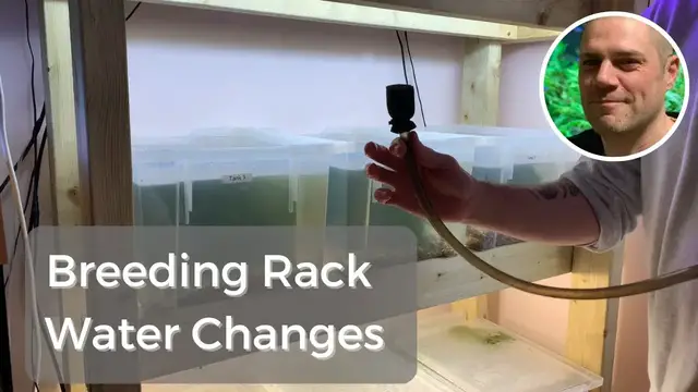 'Video thumbnail for How, When, & Why to Water Change Your Cherry Shrimp Tanks'