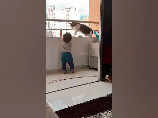 Video thumbnail for this cute cat enaku pedkathu but it 👌👌👌👌👌😊😊please channal ###@ subscribe please Top TUCKER ####