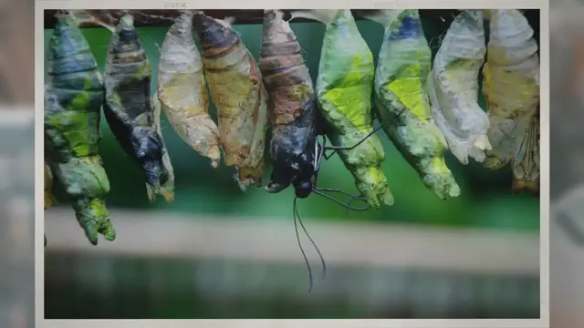 Video thumbnail for How Do Caterpillars Make Cocoons?