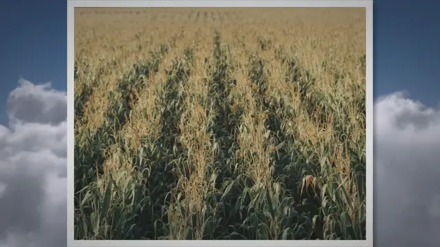 Video thumbnail for El viento puede ser un aliado o un enemigo para los agricultores