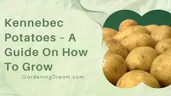 Video thumbnail for Kennebec Potatoes – A Guide On How To Grow