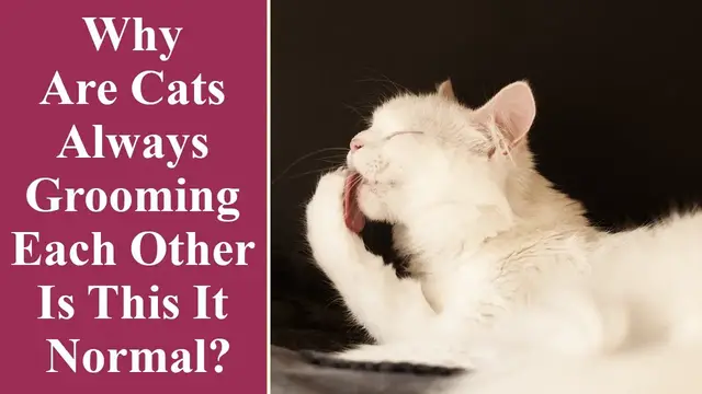 'Video thumbnail for Why Are Cats Always Grooming Each Other   Is This It Normal'