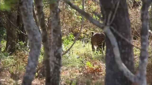 Video thumbnail for Leopard walking through the bushes in Wilpattu national park Sri Lanka