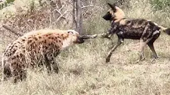 Video thumbnail for Wild Dog & Hyena Punching Match