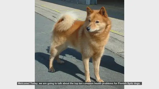 Video thumbnail for Top 10 Common Health Problems in Finnish Spitz Dogs