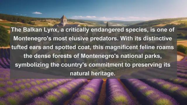 Video thumbnail for Exploring Montenegro's Natural Wonders: Top 10 Native Fauna