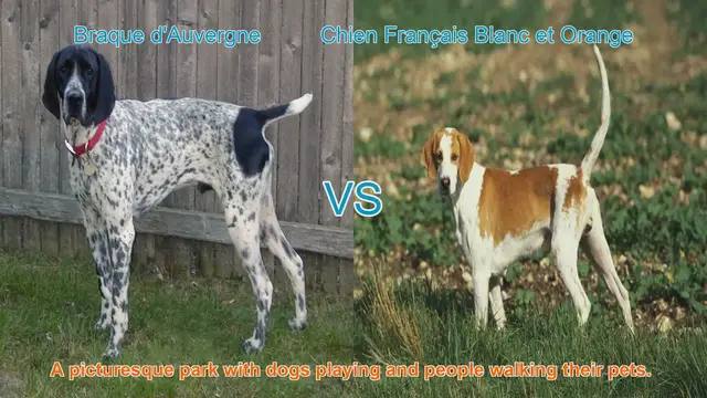 Video thumbnail for Braque d'Auvergne vs. Chien Français Blanc et Orange: A Breed Comparison